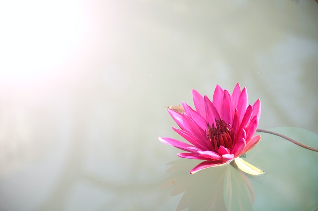 Η ουσία της Lotus Sutra - Κυριακή Σεβαστή - Kunda Quantum